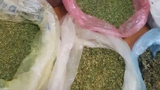 Բացահայտվել է առանձնապես խոշոր չափերով թմրամիջոցների ապօրինի շրջանառությամբ զբաղվող կազմակերպված խումբ. 8 անձի մեղադրանք է առաջադրվել (լուսանկարներ) 