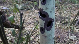 В Следственном комитете РА возбуждены 30 уголовных дел по фактам нарушения вооруженными силами Азербайджана режима прекращения огня и обстрела мирного населения из различных видов вооружения (фотографии)