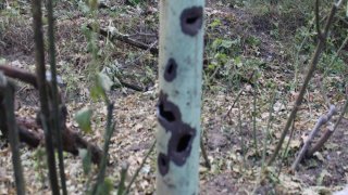 30 Criminal Cases Initiated in RA Investigative Committee on Violation of Ceasefire and Firing Shots towards Peaceful Civilians from several Weapons by Armed Forces of Azerbajan