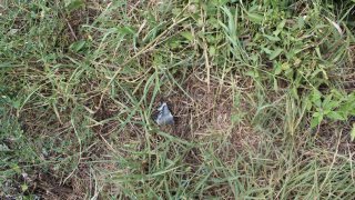 Ադրբեջանի զինված ուժերի կողմից հրադադարի ռեժիմը կոպտորեն խախտելու, Տավուշի մարզի մի շարք բնակավայրերի, հայկական մարտական հենակետերի ուղղությամբ տարբեր տրամաչափի զինատեսակներով կրակոցներ արձակելու փաստերով հարուցվել է ևս 7 քրեական գործ (լուսանկարներ)