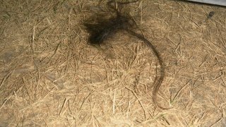 Arrested on Suspicion of Murder (photos)