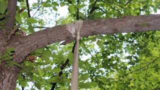 Հայտնաբերվել է դի՝ ծառից կախված վիճակում (լուսանկարներ)