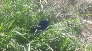 Նորաշենի բնակիչը ձերբակալվել է՝ համագյուղացու նկատմամբ սպանության փորձ կատարելու կասկածանքով (լուսանկարներ)