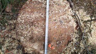 Незаконная вырубка деревьев в марзе Тавуш (Фото)