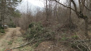 Illegal Tree Felling in Tavush (photos) 