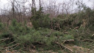 Illegal Tree Felling in Tavush (photos) 