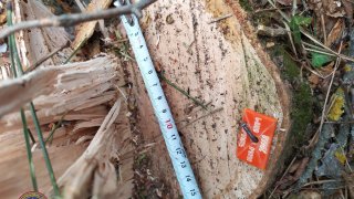 Illegal Tree Felling in Tavush (photos) 