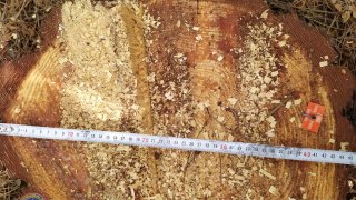 Ապօրինի ծառահատում Տավուշի մարզում (լուսանկարներ)