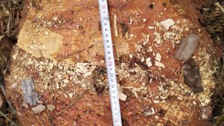 Illegal Tree Felling in Tavush (photos) 