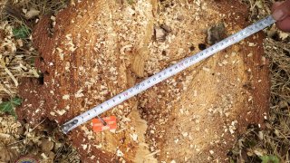 Illegal Tree Felling in Tavush (photos) 