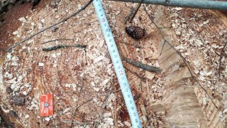 Ապօրինի ծառահատում Տավուշի մարզում (լուսանկարներ)