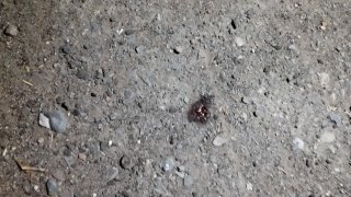 Убийство в Горисе: возбуждено уголовное дело (Фото)