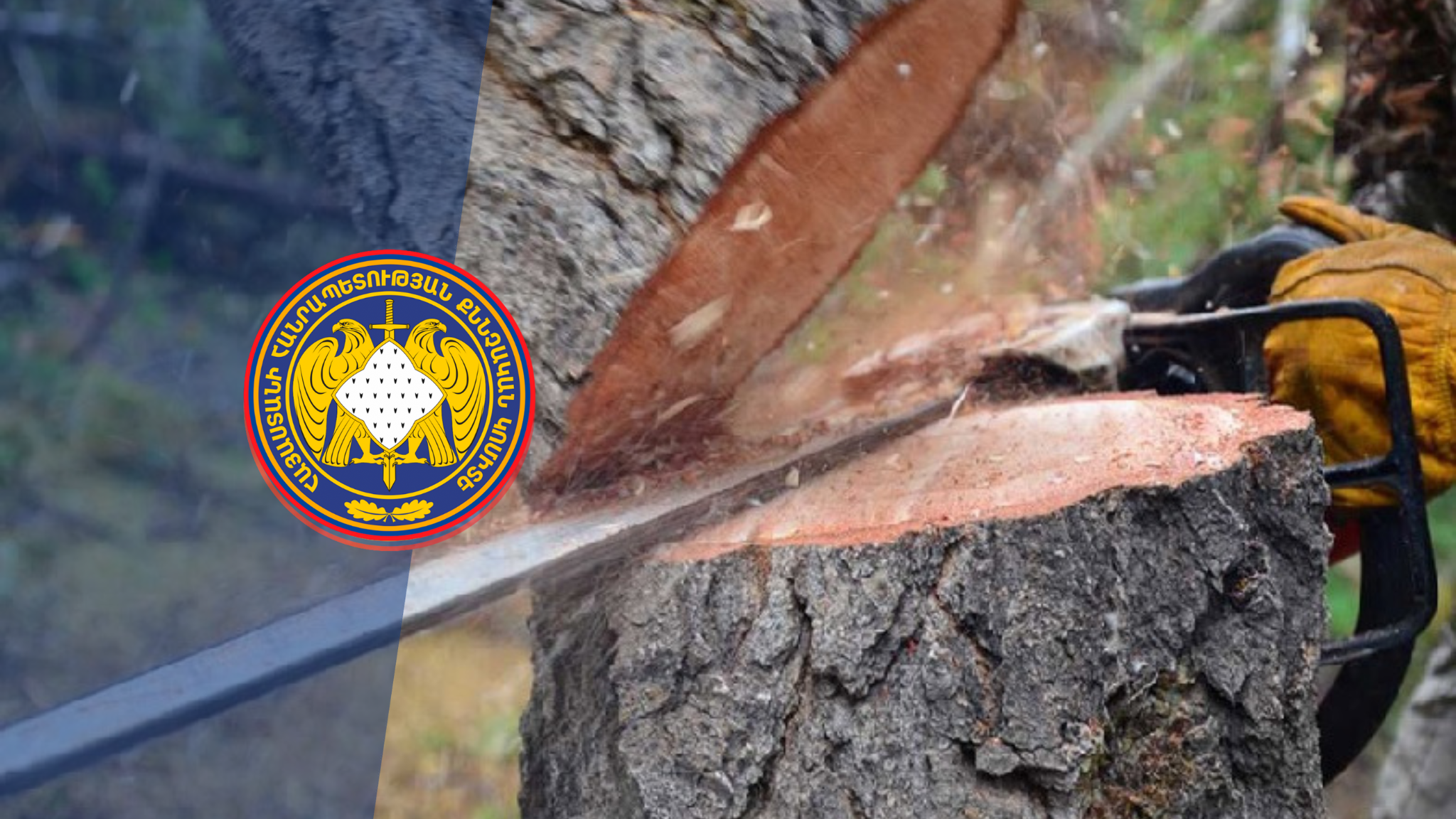 As a Result of Illgegal Tree Felling Pecuniary Damage in Particulalry Large Amount, 17 Million AMD Caused to the State